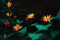 Beautiful orange Jerusalem artichoke flowers bloom on tall stems with emerald leaves in the twilight. Nature in summer Royalty Free Stock Photo