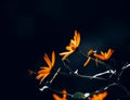 Beautiful orange Jerusalem artichoke flowers bloom on thin stems in the twilight of a summer night. Nature Royalty Free Stock Photo