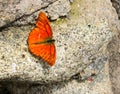 Beautiful orange Julia Heliconian on the rock Royalty Free Stock Photo