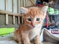 Beautiful orange kitten Royalty Free Stock Photo