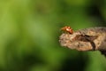 A pretty Orange Ladybird Halyzia sedecimguttata perching on a twig. Royalty Free Stock Photo