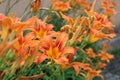 Beautiful orange lilies Royalty Free Stock Photo