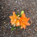 Beautiful orange lilies blooming Royalty Free Stock Photo