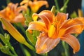 Beautiful orange lilies in the garden Royalty Free Stock Photo