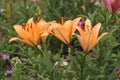 Beautiful orange lilies in the garden. Picture for the holiday Royalty Free Stock Photo