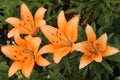 Beautiful orange lilies in the garden. Picture for the holiday Royalty Free Stock Photo