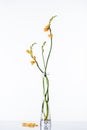 beautiful orange lilies on green stems in transparent vase and petals on white Royalty Free Stock Photo