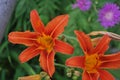 Beautiful orange lilies under the sun Royalty Free Stock Photo