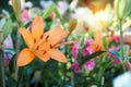 Beautiful orange Lilly flower with green leaves in the garden background Royalty Free Stock Photo