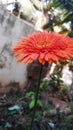 Beautiful Orange Lilly flower