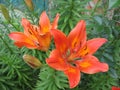 Beautiful orange lily blooming in the garden. Color photo of flowers. Royalty Free Stock Photo