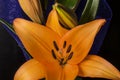 Beautiful orange lily flower on black background