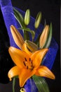 Beautiful orange lily flower on black background