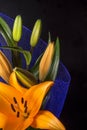 Beautiful orange lily flower on black background