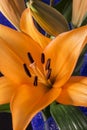 Beautiful orange lily flower on black background