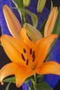 Beautiful orange lily flower on black background Royalty Free Stock Photo