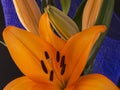 Beautiful orange lily flower on black background Royalty Free Stock Photo