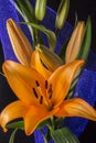 Beautiful orange lily flower on black background