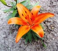 Orange lily flower in the garden Royalty Free Stock Photo