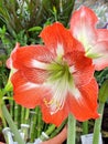 Beautiful orange lily flower in the garden on a summer day. Orange red lilies close up. Floral background Royalty Free Stock Photo
