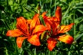 Beautiful orange lily on flowerbed in garden Royalty Free Stock Photo