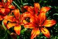 Beautiful orange lily on flowerbed in garden Royalty Free Stock Photo