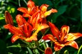 Beautiful orange lily on flowerbed in garden Royalty Free Stock Photo