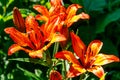 Beautiful orange lily on flowerbed in garden Royalty Free Stock Photo