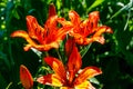 Beautiful orange lily on flowerbed in garden Royalty Free Stock Photo