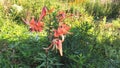 Beautiful orange Lily flowers blooming in summer garden Royalty Free Stock Photo