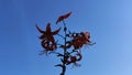 Beautiful orange Lily flowers blooming in summer garden Royalty Free Stock Photo