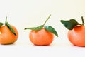 Beautiful orange mandarines Royalty Free Stock Photo