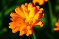 Beautiful orange marigold calendula closeup Royalty Free Stock Photo