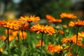 Beautiful orange marigold calendula closeup Royalty Free Stock Photo