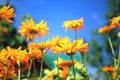 Beautiful orange marigold calendula closeup Royalty Free Stock Photo