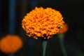 Beautiful orange Marigold flower Royalty Free Stock Photo