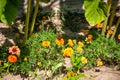 Beautiful orange marigold flower. Bright orange tagetes, African marigolds flower. Orange head flower of cempasuchil used in Royalty Free Stock Photo