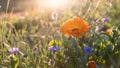 Beautiful orange marigold flower (Calendula officinalis) in the soft golden glow of the setting sun. Royalty Free Stock Photo