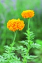 Beautiful orange marigold flower