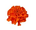 Beautiful Orange Marigold flower isolated on white background with clipping path. Tagetes erecta, Mexican marigold, Aztec marigold Royalty Free Stock Photo