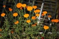 Beautiful orange Marigold flower Royalty Free Stock Photo