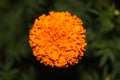 Beautiful orange Marigold flower Royalty Free Stock Photo