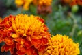 Beautiful orange marigold flower, Tagetes erecta in summer garden Royalty Free Stock Photo