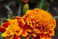 Beautiful orange marigold flower, Tagetes erecta in summer garden Royalty Free Stock Photo