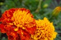 Beautiful orange marigold flower, Tagetes erecta in summer garden Royalty Free Stock Photo