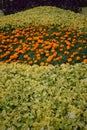 Beautiful orange Marigold flowers, amazing summer flowers of marigold bush, summer ornamental flora. Orange flowering marigolds