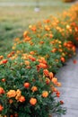 Beautiful orange Marigold flowers, amazing summer flowers of marigold bush, summer ornamental flora. Tagetes erecta