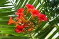 Beautiful orange mediterranean flowers at morning