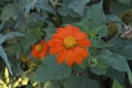 Beautiful orange Mexican sunflowers