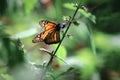 Beautiful orange monarch butterfly on a violet delicate flower. Summer spring image Royalty Free Stock Photo